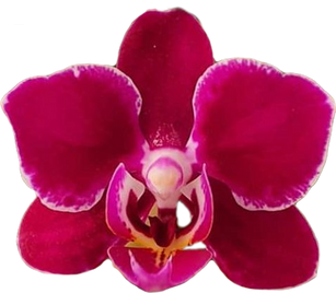 Purple Orchid Summer Tropical Flower